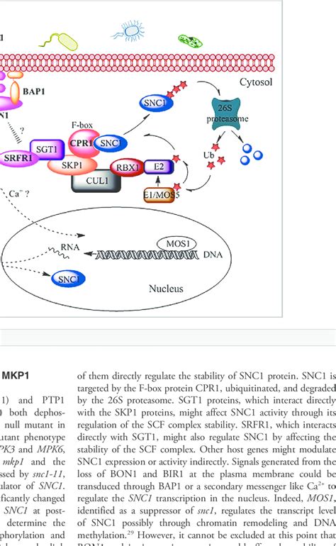 Working model for the regulation of SNC1. | Download Scientific Diagram 