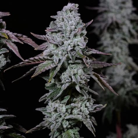 Buy Banana Daddy IBL Auto Feminized Seeds By Ethos Genetics In America