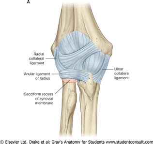 Practical 3 Cubital Fossa And Forearm Flashcards Quizlet