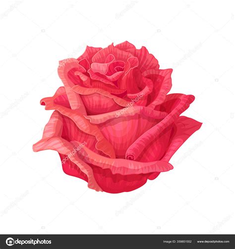 Vector Rose Flower Clip Art White Isolated Background Stock Vector ...