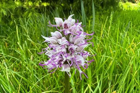 Rare Naked Man Orchid Found In Cambridge College Garden