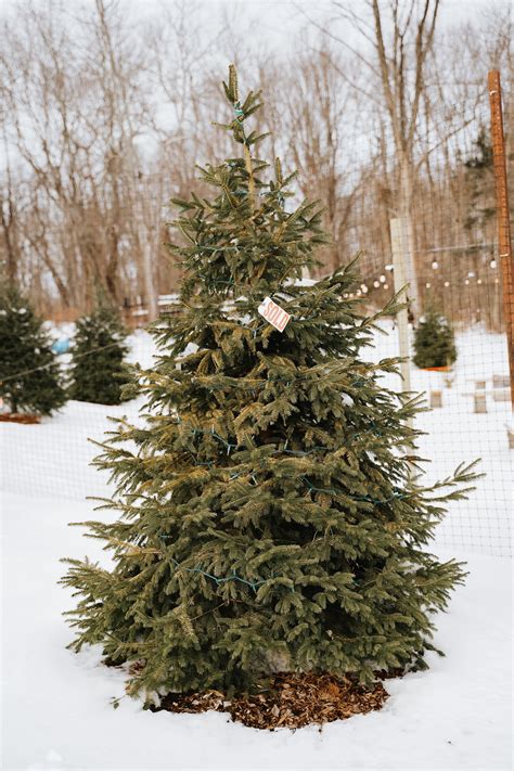 Pine tree with fresh snow · Free Stock Photo