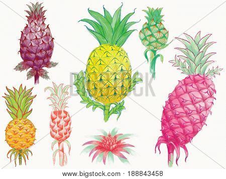 Pineapple Varieties Image & Photo (Free Trial) | Bigstock