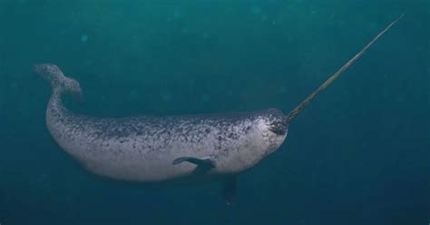 Narwhal Behavior - AnimalBehaviorCorner