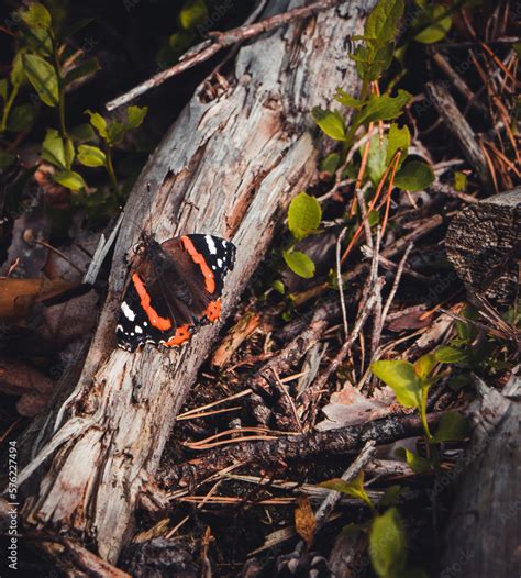 Foto de motyl rusałka admirał siedzący na pniu drzewa do Stock Adobe