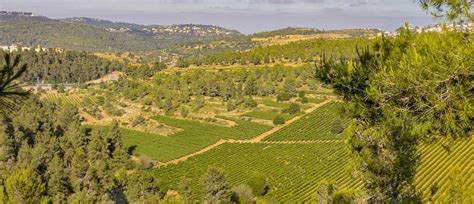 Tastes of Israel: Wine and Culinary Tour in 10 Days | Zicasso