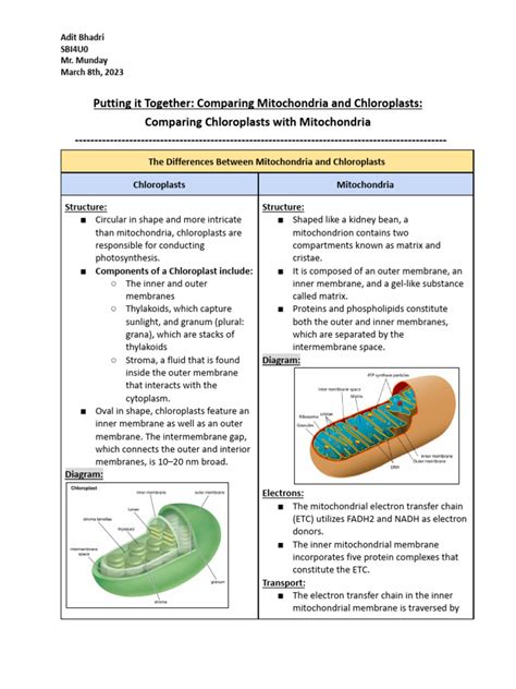 Putting It Together - Comparing Chloroplasts With Mitochondria | PDF