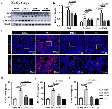 Hesc Msc Imrcs And Hesc Msc Imrc Cm Ameliorate Inflammation In Mice In