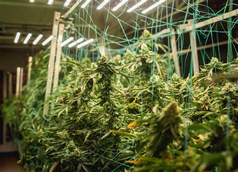 Plantas De Cannabis De Primera Calidad En Un Invernadero Listas Para La