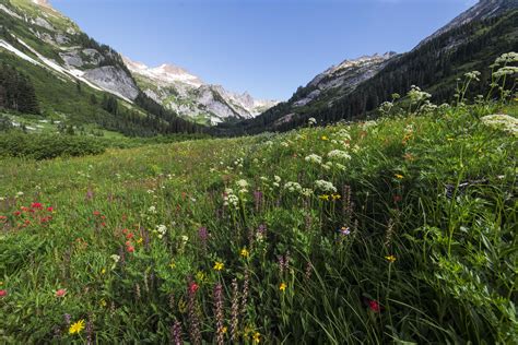 Spider Meadows Wildflowers 4 North Western Images Photos By Andy Porter