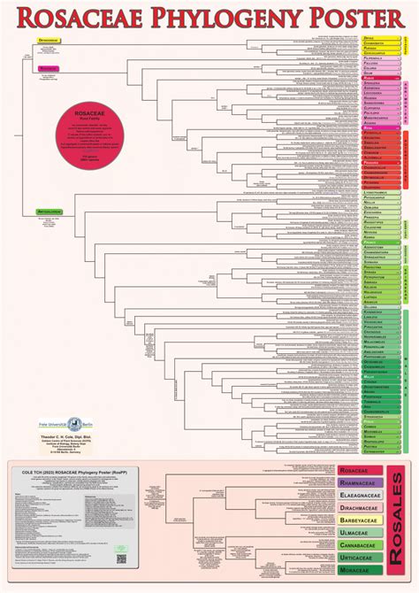 Pdf Rosaceae Phylogeny Poster Rospp