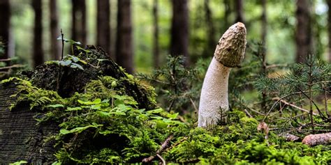 Why Is The Penis Mushroom Shaped POPSUGAR Love Sex