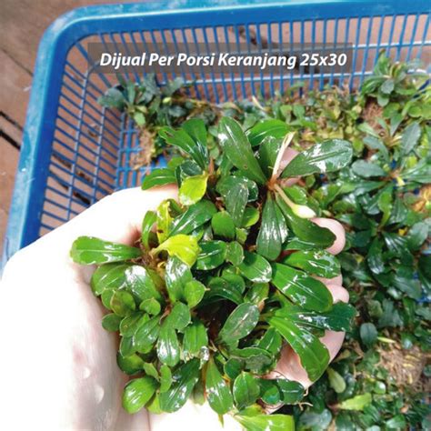 Jual Bucephalandra Tanaman Air Aquascape Hiasan Akuarium Porsi