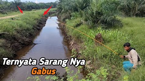 Mancing Di Parit Perkebunan Kelapa Sawit Banyak Ikan Gabus Nya