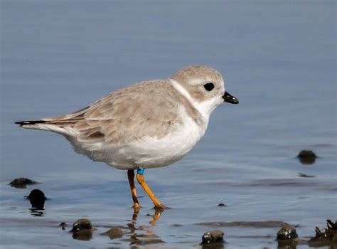 Piping plover endangered banded explored – Artofit