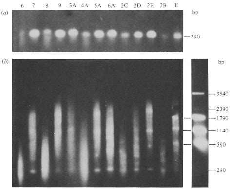 S1 nuclease mapping. (a) Characterization of the 5' ends. A slight ...