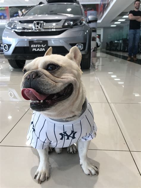 HOW TO CHOOSE CLOTHES FOR YOUR FRENCH BULLDOG | DogListen.com