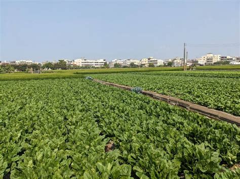 113年「綠色環境給付計畫」即將截止申報 請農友把握期限 寫新聞