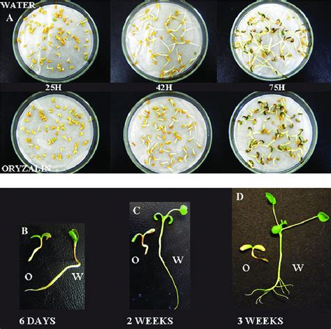 Effect Of Lm Oryzalin On Medicago Truncatula Seed Germination And