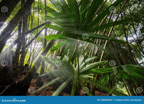 Deep Rainforest Of Southeast Asia With Dense Vegetation Stock Photo ...