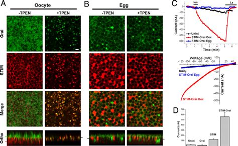 Orai Internalization And Stim Clustering Inhibition Modulate Soce