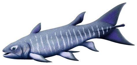 Discover the Fascinating Coelacanths: Living Fossils