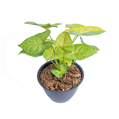 Syngonium lime soda – Aroid Market