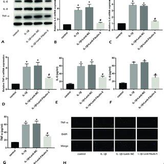 Overexpression Of Fibulin Reduces Il Induced Inflammation Of