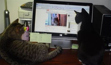 Videos For Your Cat Allows Cats To Watch Youtube Too