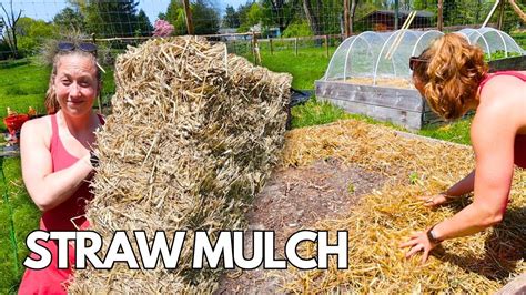 The Ultimate Guide To Straw Mulching Tips Tricks And Benefits Youtube