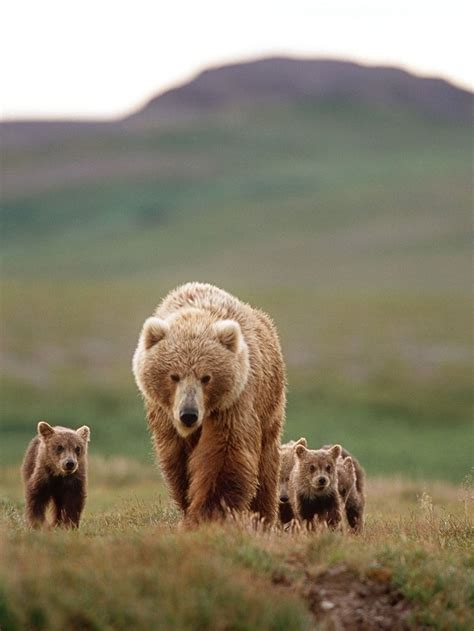 Bear cub – Telegraph