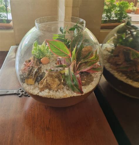 Glass Plant Terrariums At Rs 3500 1 Unit Home Decor In Mumbai Id 19140417491