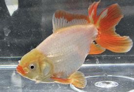 Japanese Jikin Goldfish
