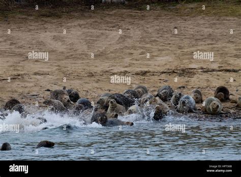 Atlantic Grey Seals Stock Photo - Alamy