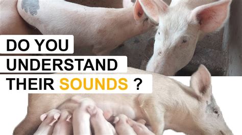 What The Pig Farmer Is Used To Wonderful Animal Sounds Various Sounds