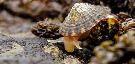 How Tiny Limpets Do The Heavy Lifting Of Climate Resilience Hakai