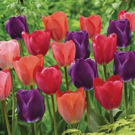 Garden State Bulb 12 Cm Bold Color Mix Triumph Tulip Flower Bulbs