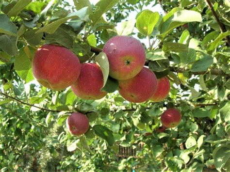 Лучшие сорта яблок для Средней Полосы России и описание сортов