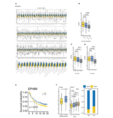 Ephb Is Associated With Immunotherapy Response In Bladder Cancer A