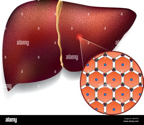 Liver Cell Hi Res Stock Photography And Images Alamy