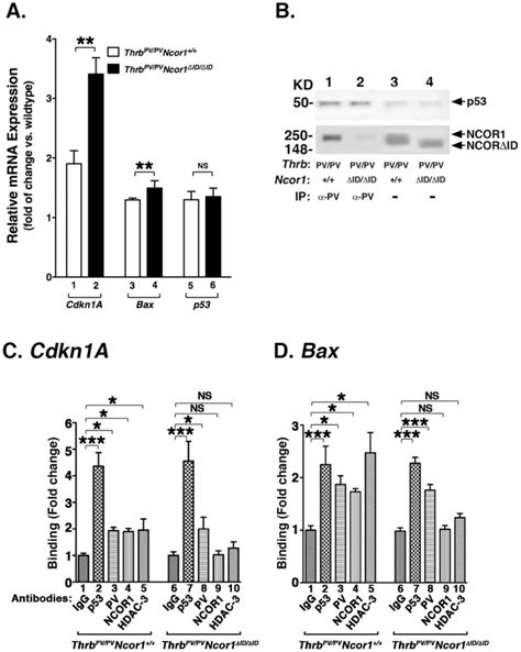 A Activated Expression Of The Cdkn1A And The Bax Genes In The Thyroid