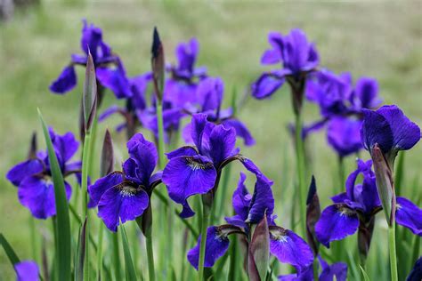 Purple Siberian Iris, Iris sibirica Pansy Purple Photograph by Radim ...