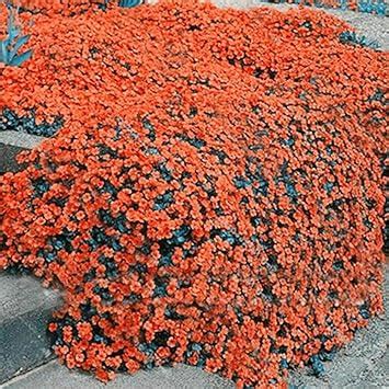 Amazon QAUZUY GARDEN 100 Orange Rock Cress Seeds Garden Creeping