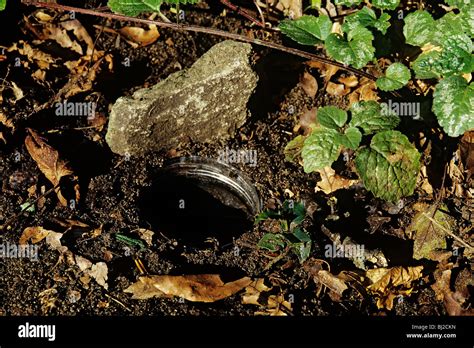 Pitfall Trap Beetles Hi Res Stock Photography And Images Alamy