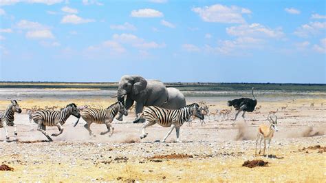 Skeleton Coast Asai Africa Safaris