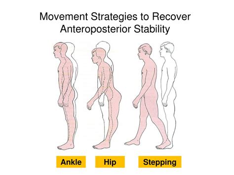 PPT PTP 512 Neuroscience In Physical Therapy Postural Control