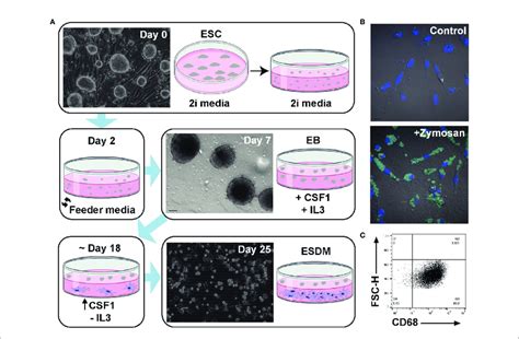 Generation And Characterisation Of Rat Embryonic Stem Cell Derived