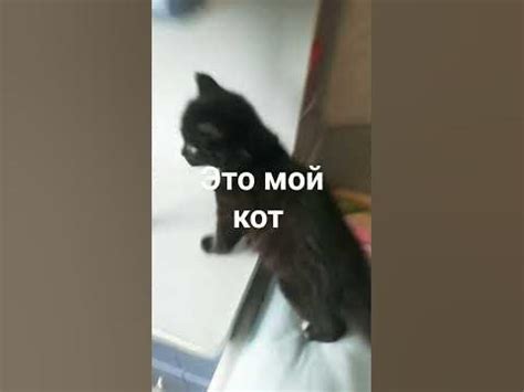 мой кот черныш - YouTube