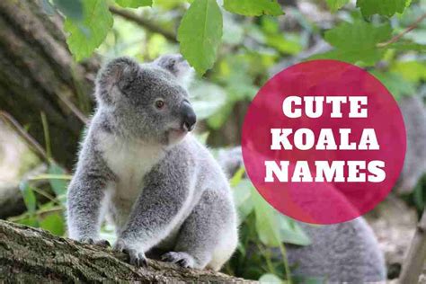 200 Cute Koala Names: Koala Naming Trends - AgaPe Press