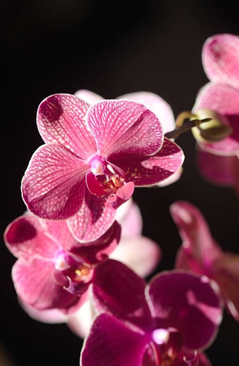 Orchids Flowers Petal Free Photo On Pixabay Pixabay